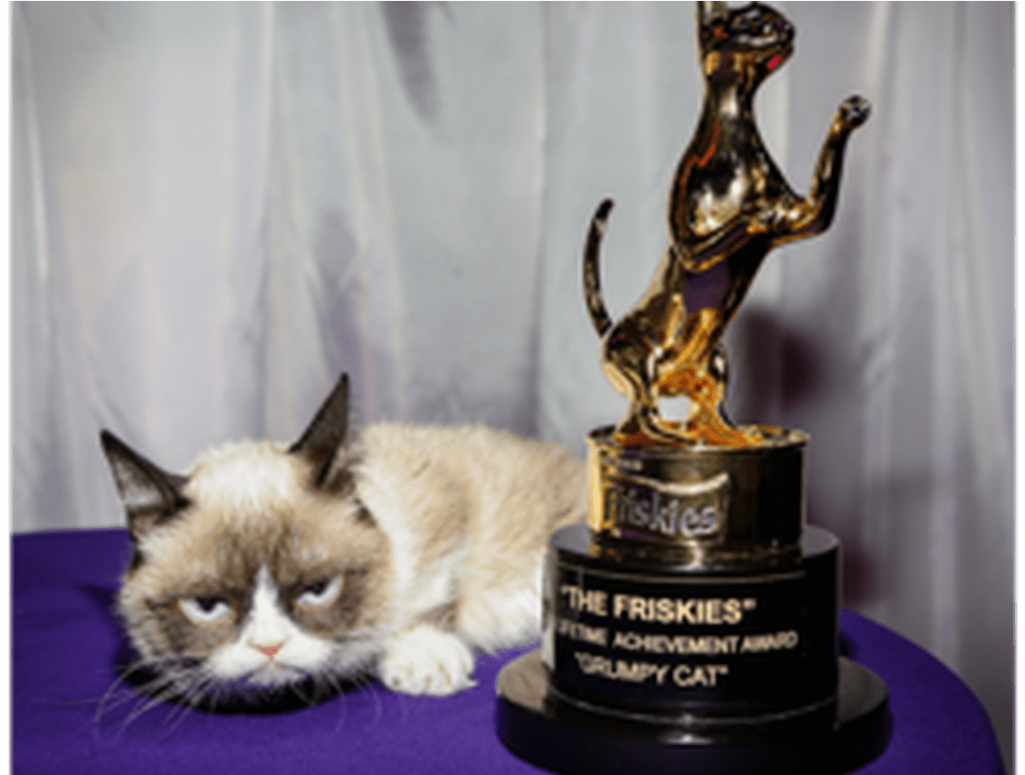 Why Do We Love Grumpy Animal Memes Science Explains - Funny Lifetime Achievement Award (1368x855), Png Download