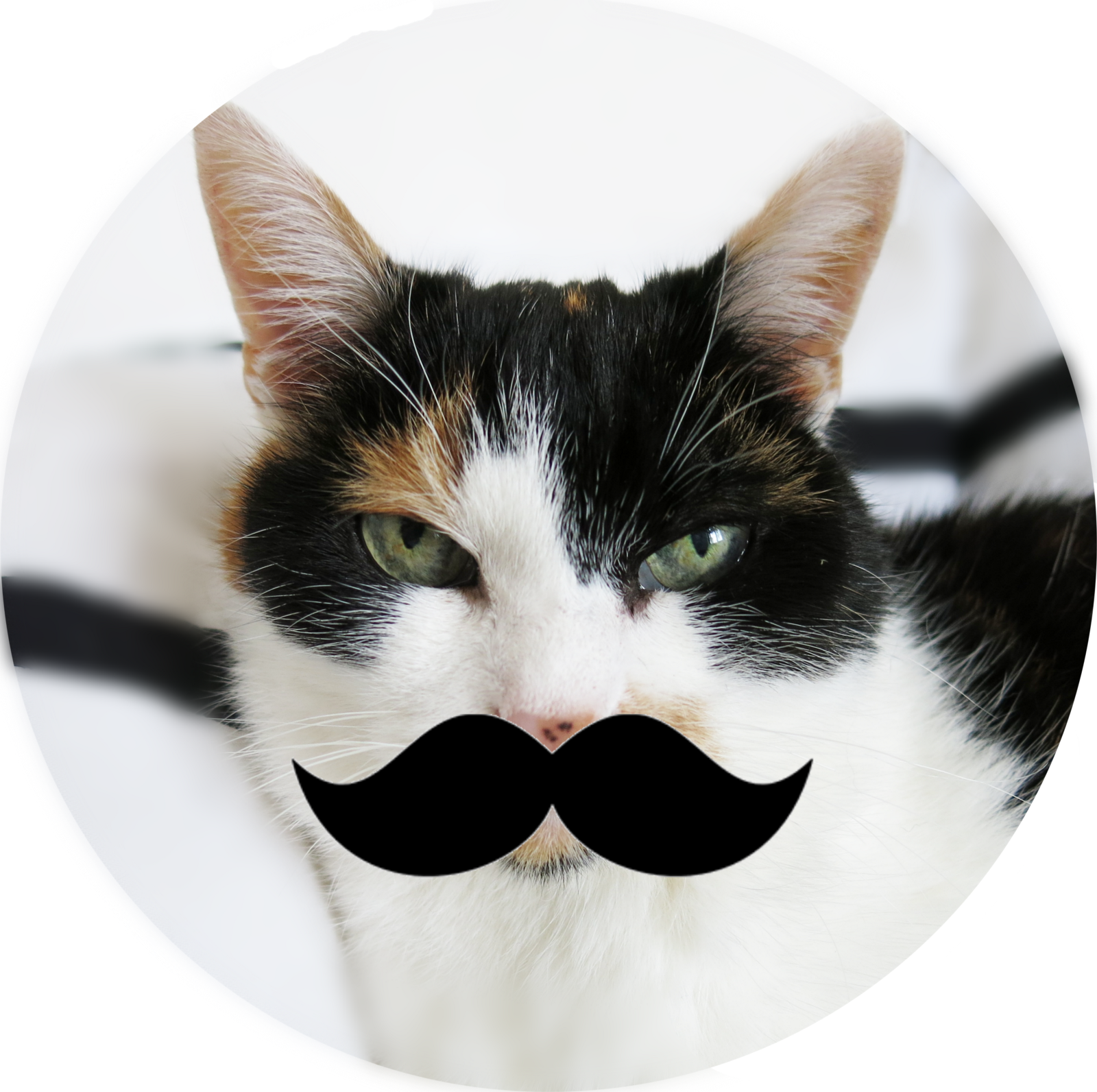 The Original Mica, The Hipster Cat - Cat Grabs Treat (1600x1592), Png Download