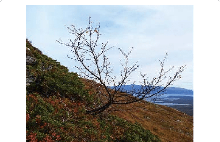 The Highest Present-day Birch Treeline, 890 M A - Hill (744x482), Png Download