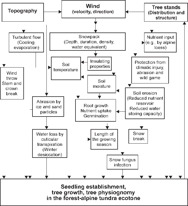 Influence Of Wind On The Ecological Conditions, Seedling - Diagram (660x723), Png Download
