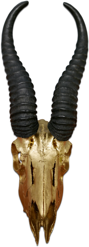 Real Springbok Skull Gold Spray Painted Metal Bracket - Antelope (756x1000), Png Download