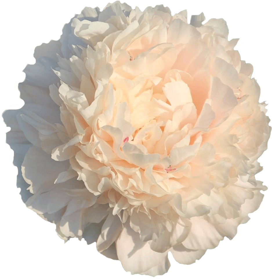 Common Peony (1500x1000), Png Download