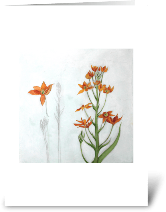 Orange Star Greeting Card - Orange Lily (700x792), Png Download