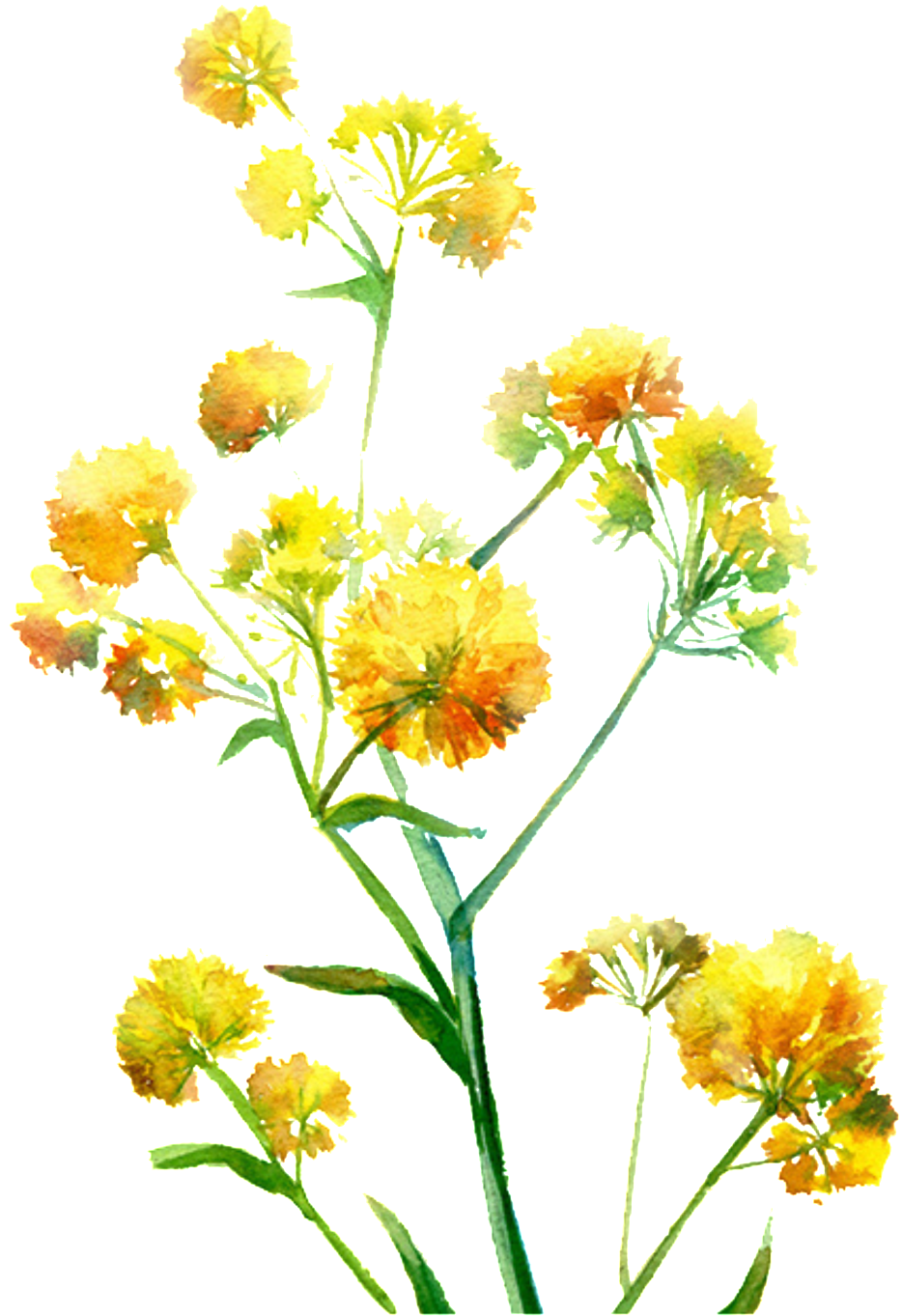Bright Yellow Hand Drawn Chrysanthemum Decorative Element - Watercolor: Flowers (1024x1544), Png Download