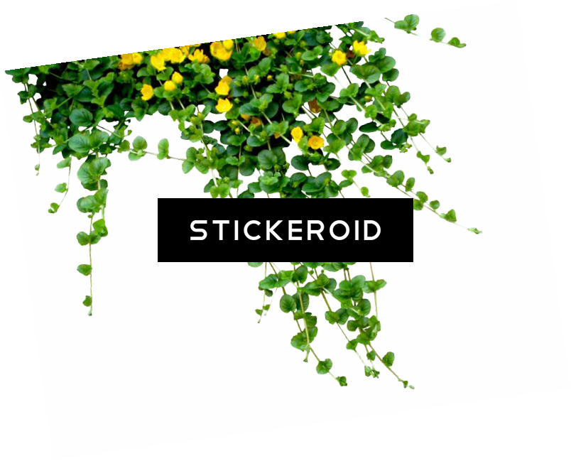 Bush Plant Bushes Nature - Flower On Creeper Png (804x649), Png Download
