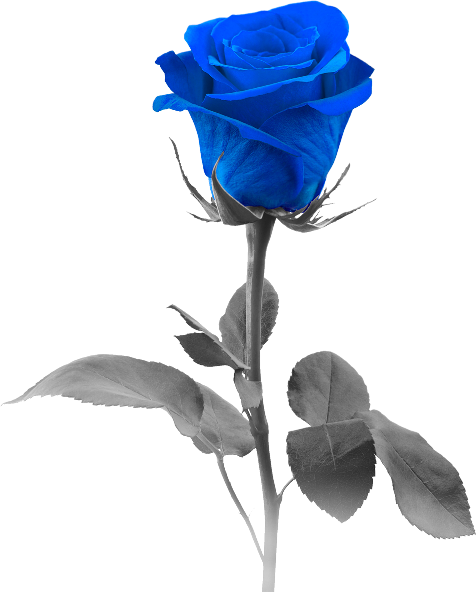 Blue Roses Png - Blue Rose (1825x1281), Png Download