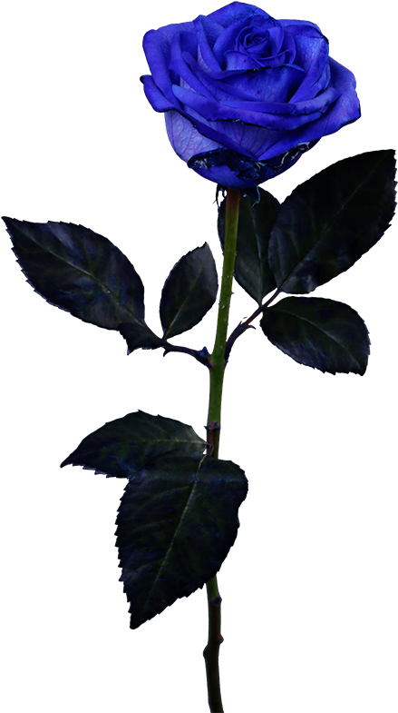 Floribunda (640x784), Png Download