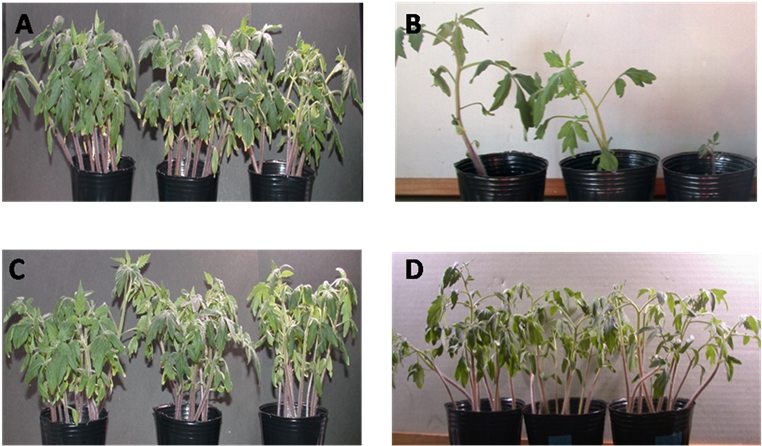 Photographic Image Of In Vivo Growth Inhibition Of (903x446), Png Download