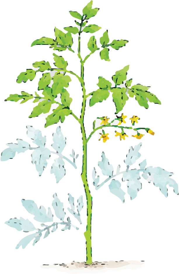 Illustration Of Dust Covered Plant Leaves - Pruning Tomato Plants (696x1020), Png Download