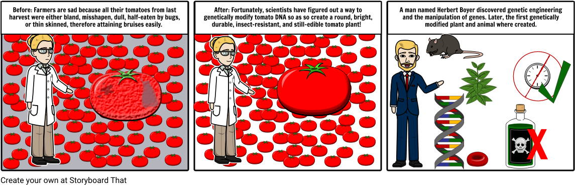 Genetically Modified Tomatoes - Genetically Modified Tomato (1164x385), Png Download