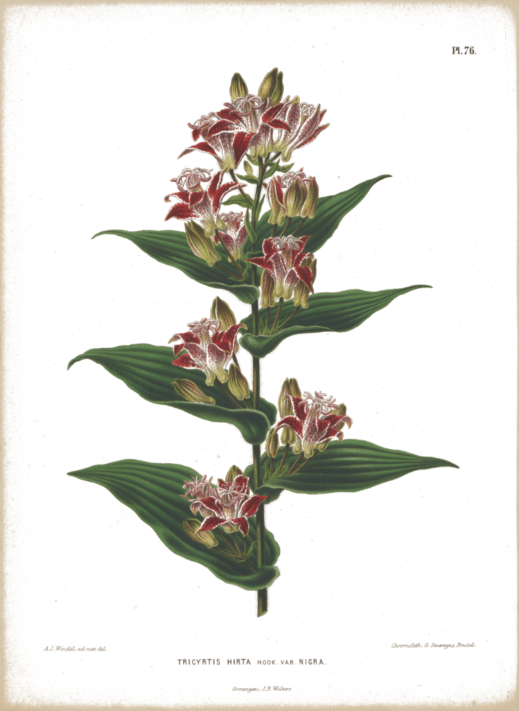 Tricyrtis Hirta 072 - Lily Family (748x1024), Png Download