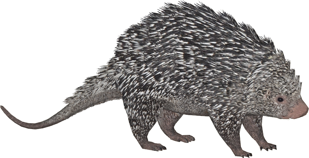 Brazilian Porcupine - Zt2 Porcupine (1001x1001), Png Download