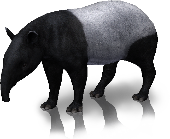 Snap Image Tapir And Porcupine Rio Wiki Fandom On Pinterest - Zoo Tycoon 2 Tapir (800x616), Png Download