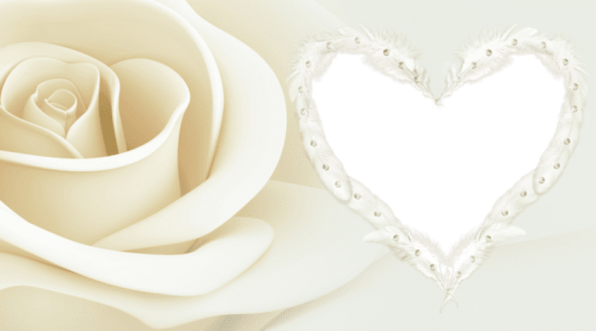 Free Png Transparent Frame With Rose Png Images Transparent - Garden Roses (850x472), Png Download