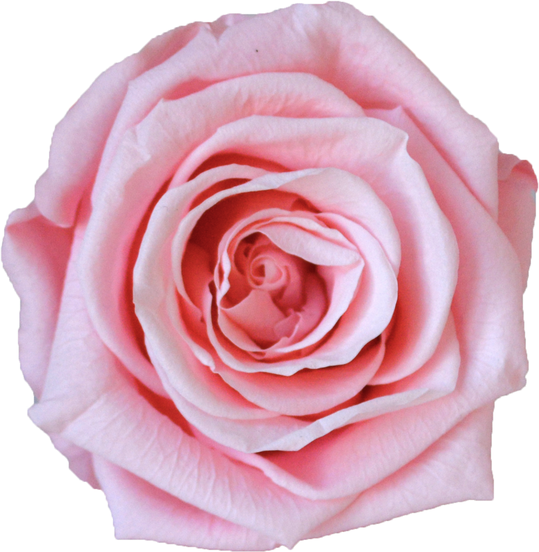 Single Rose Votive - Hybrid Tea Rose (1200x1199), Png Download