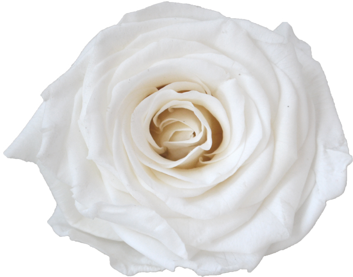 Single Rose Votive (1200x1200), Png Download