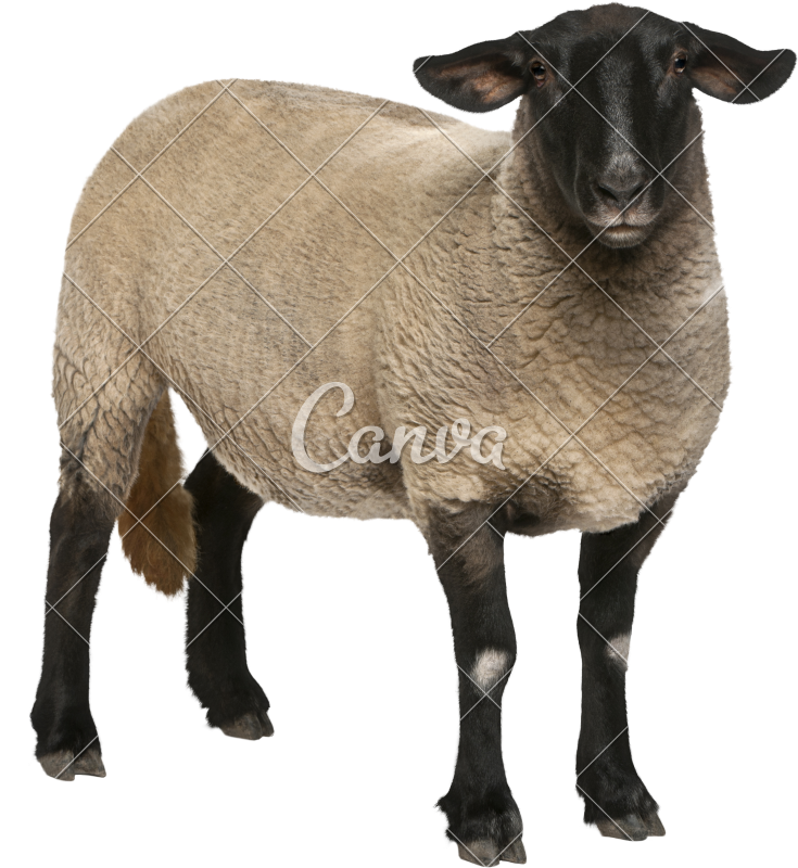 Holstein Friesian Cattle Sheep Suffolk Ovis Orientalis - Ovinos Fundo Branco (735x800), Png Download