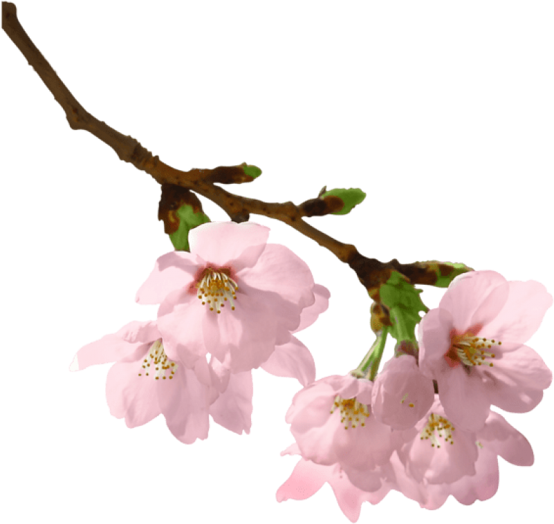 Free Png Download Spring Branch Png Images Background - Flowers On Branch Png (850x819), Png Download