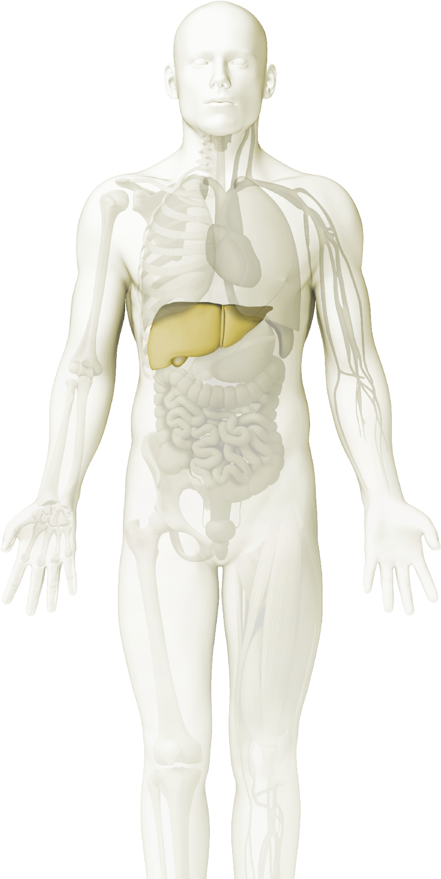 Line Immuno Assays - Mannequin (1724x3381), Png Download