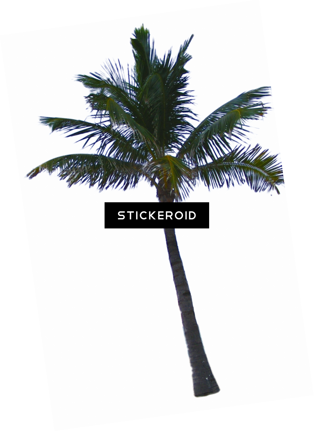 Palm Tree - Palm Tree California (1081x1483), Png Download