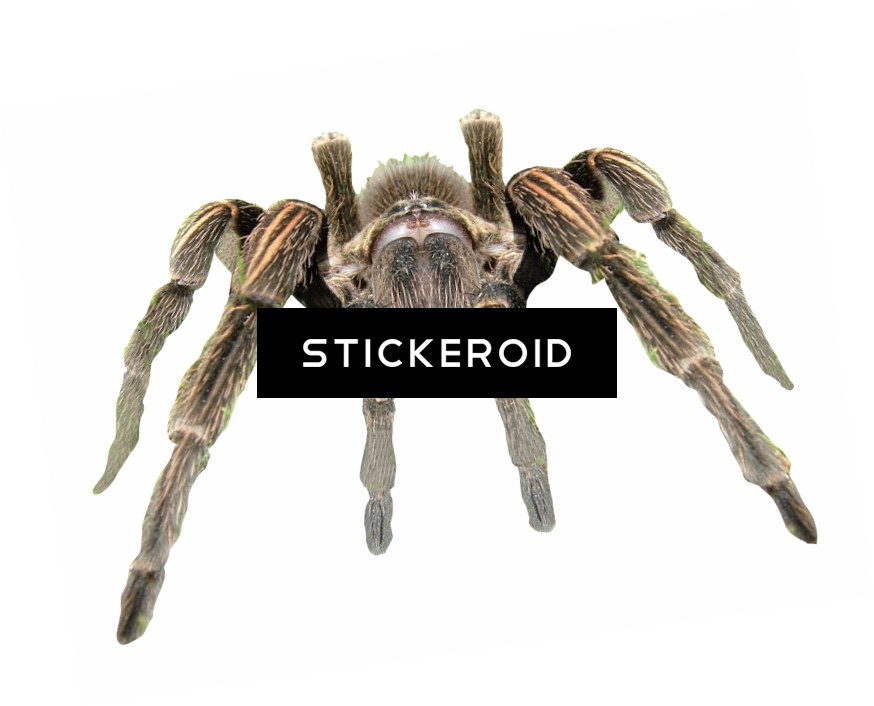 Cute Spider Pic - Insect (874x706), Png Download