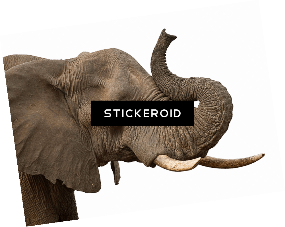 Elephant Trunk - Indian Elephant (1002x799), Png Download