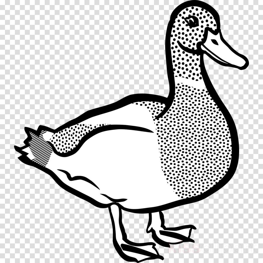 Clip Art Duck Clipart American Pekin Duck Clip Art - Duck Black And White Clip Art (900x900), Png Download