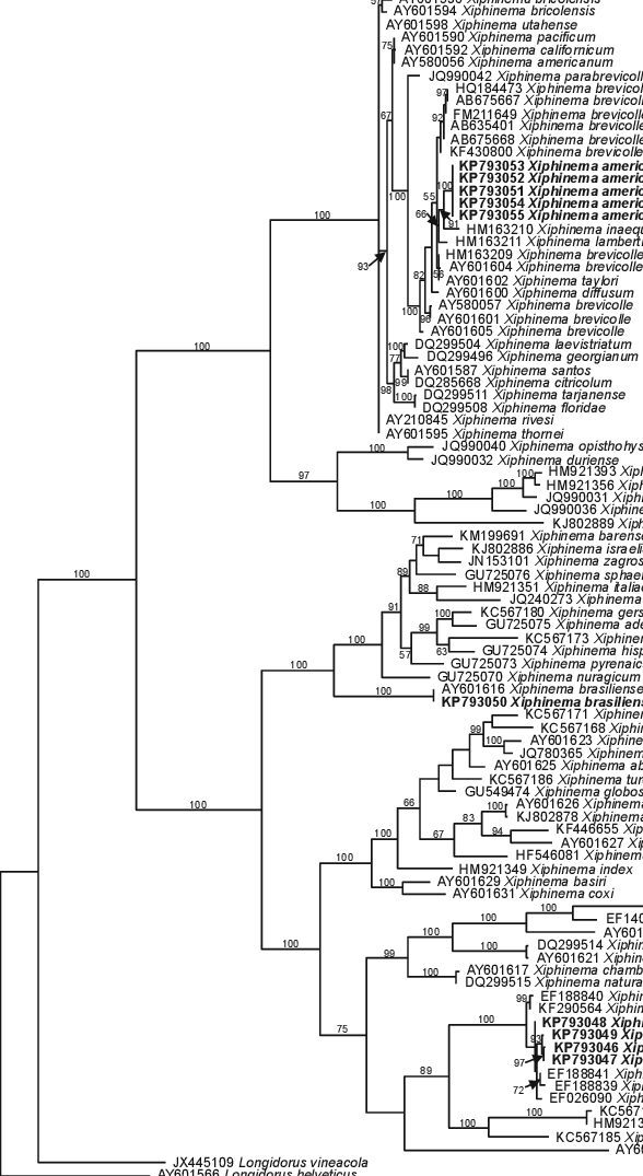 The 10001st Bayesian Tree Inferred From Xiphinema Spp - Diagram (588x1075), Png Download