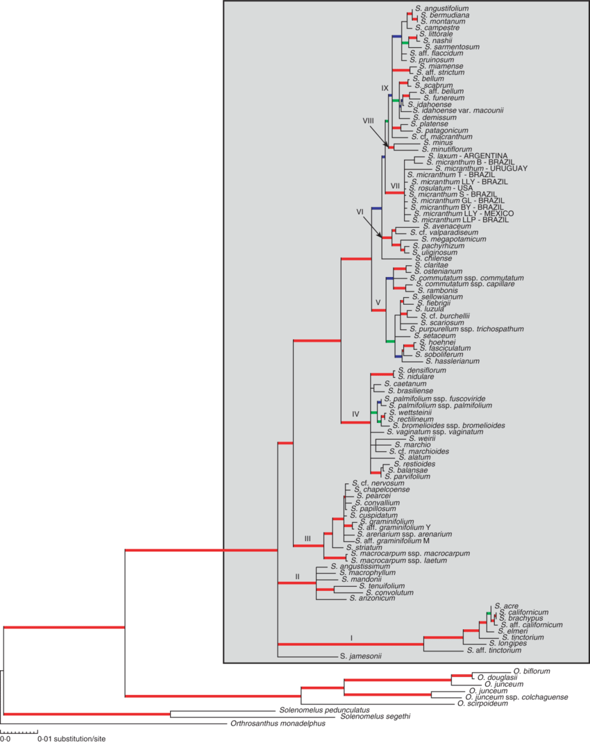 Maximum-likelihood Topology Obtained From The Full - Diagram (850x1070), Png Download