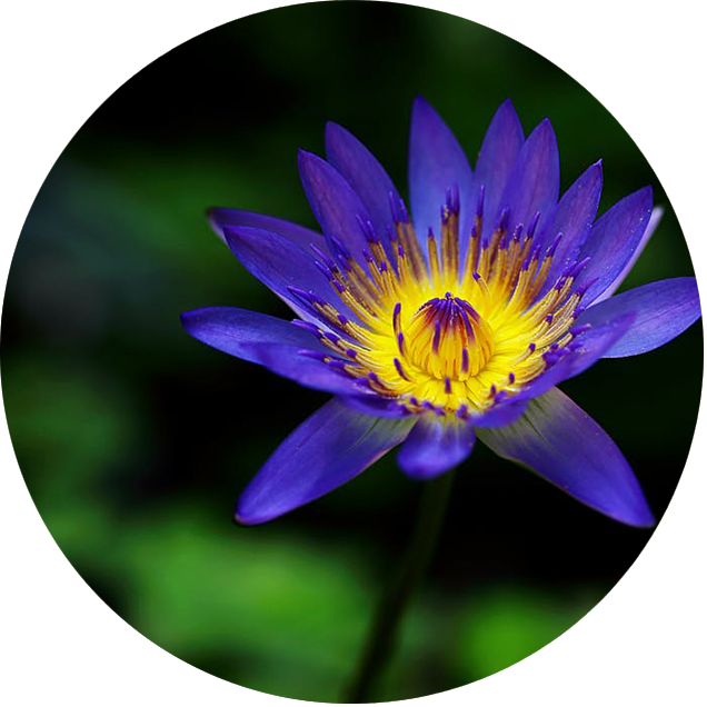 I Am A Transformational Mentor And Guide For Children - Flower (636x636), Png Download