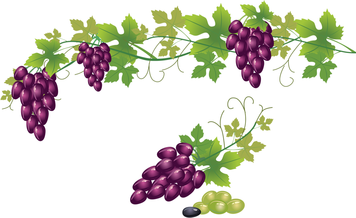Grape Vine Transparent Background (1200x735), Png Download