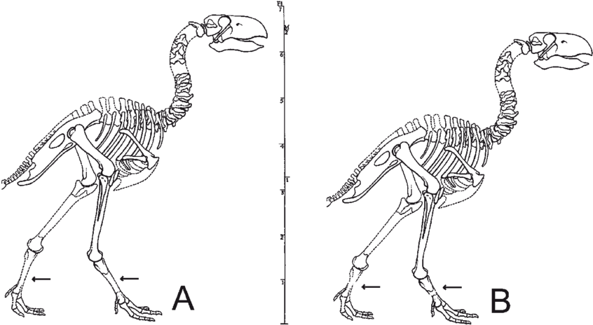 Reconstruction Of The Skeleton Of " Diatryma " Based - Diatryma Bone Structure (850x472), Png Download