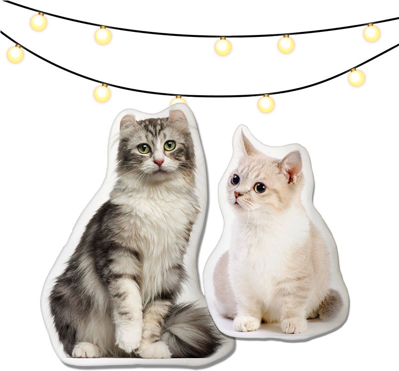 Cat Pillow (800x800), Png Download