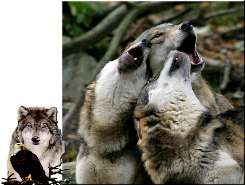 Весной В Степи - Wolf (800x600), Png Download