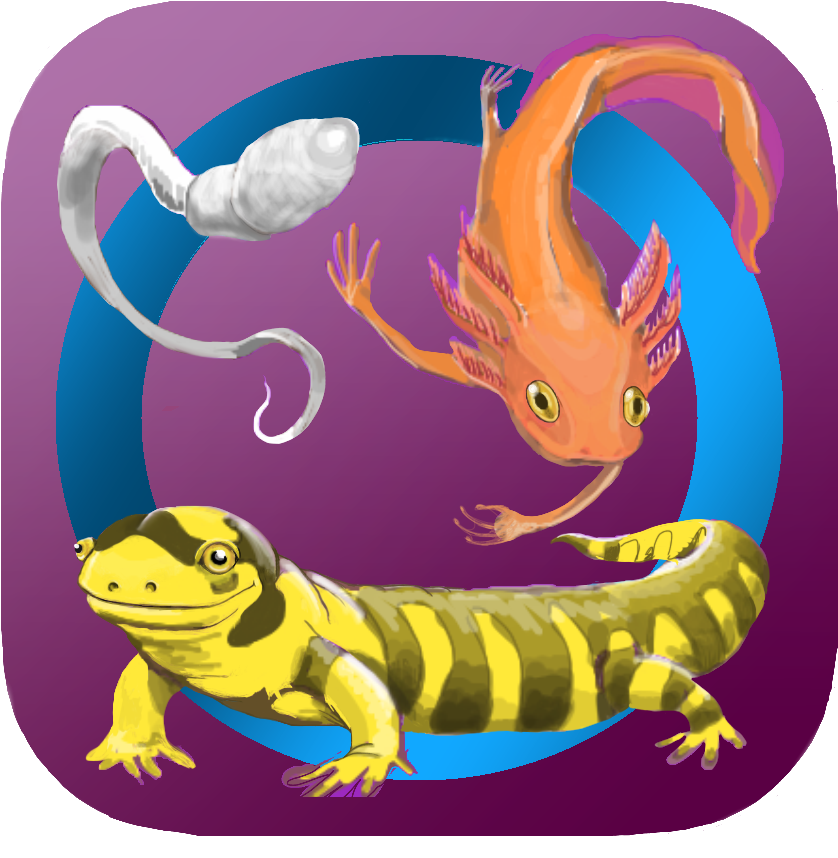 App Development - Lineage (1100x1097), Png Download