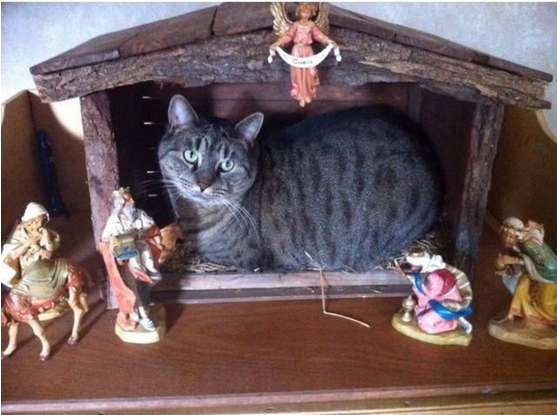 Cats Inside Things That Are Much - Cat As Baby Jesus (810x414), Png Download