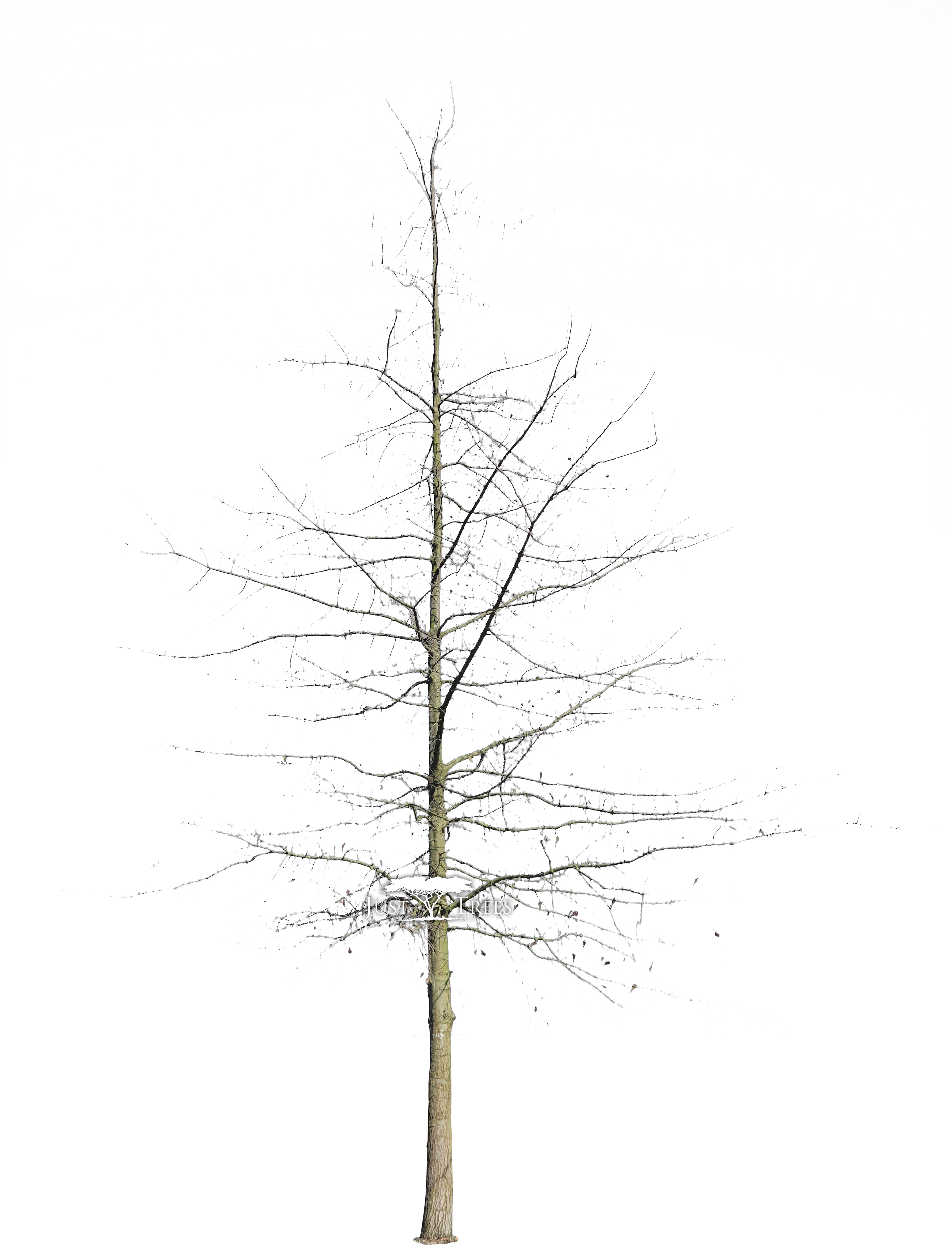 Quercus Nigra L Common Name - Pond Pine (2631x3585), Png Download