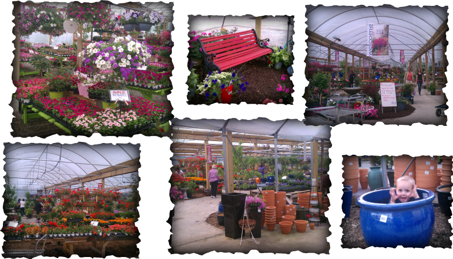 How To Garden, How To Plant, How To Prune, How To Divide - V & V Nursery (925x529), Png Download