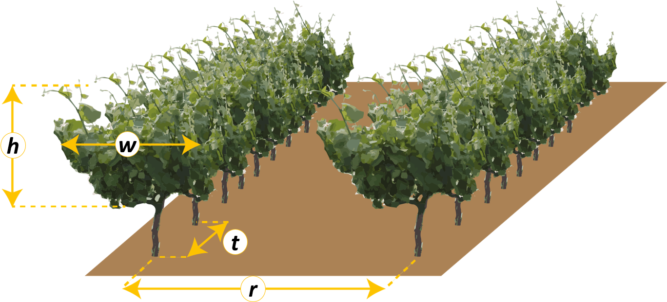 Tree Spacing Enter Value (admit Decimals) R - Canoe Birch (1385x653), Png Download