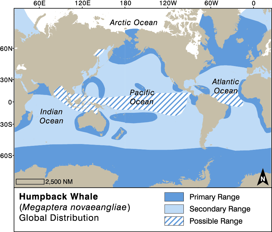 Humpback Whale Global Distribution - Megaptera Novaeangliae Distribution (930x767), Png Download