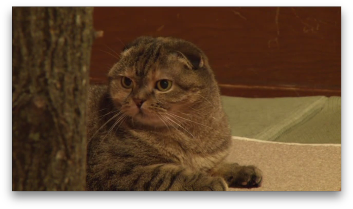 Lorenzo Pilia On Twitter - Domestic Short-haired Cat (1200x714), Png Download