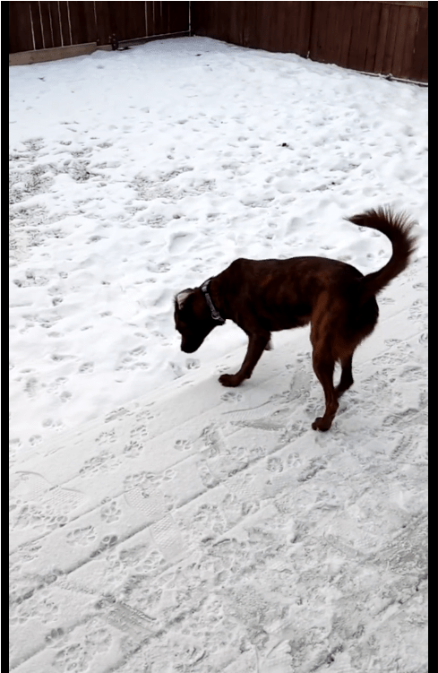 Snickers Is A Shy Girl That Needs Some Tlc And Would - Formosan Mountain Dog (800x750), Png Download