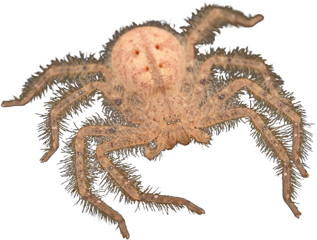 For Bowie Black Markings On Its Abdomen Resemble A - Araneus Cavaticus (1700x500), Png Download