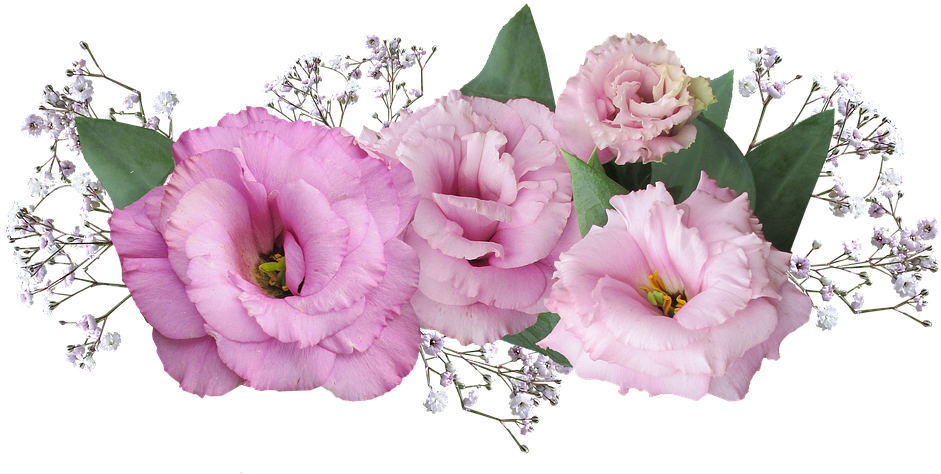 Flower-3029456 960 - ลาย ดอกไม้ (960x480), Png Download