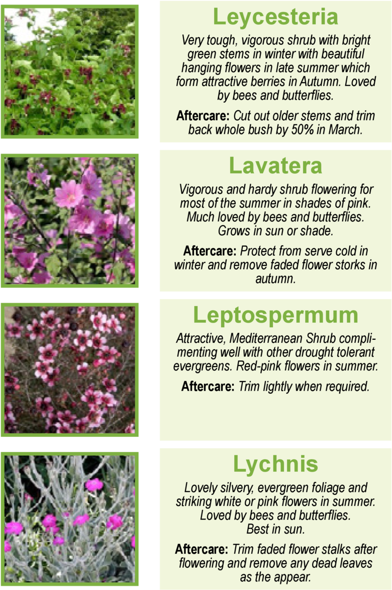 Leycesteria Very Tough, Vigorous Shrub With Bright - New Zealand Tea 20 Seeds - Indoor Bonsai - Leptospermum (960x1362), Png Download