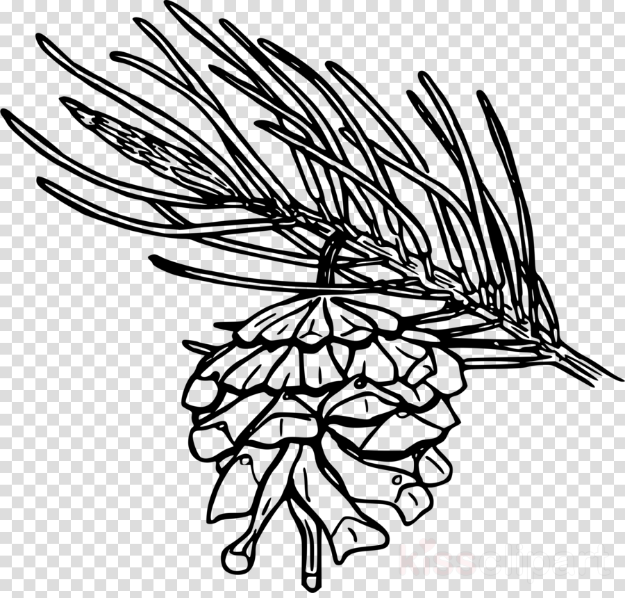 Pine Cone Png Drawing Clipart Conifer Cone Drawing - Pine Cone Drawing Png (900x860), Png Download