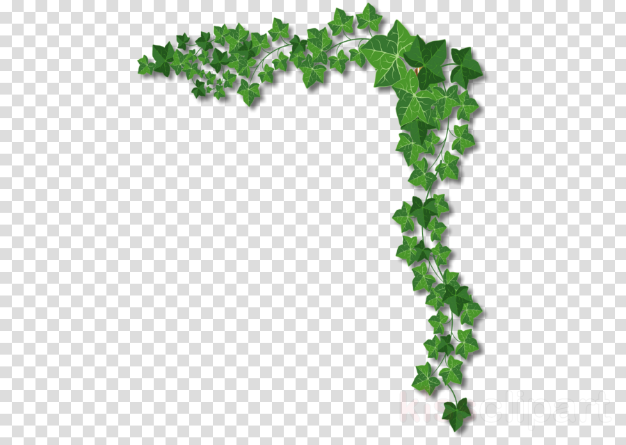 Ivy Page Border Clipart Clip Art - Portable Network Graphics (900x640), Png Download
