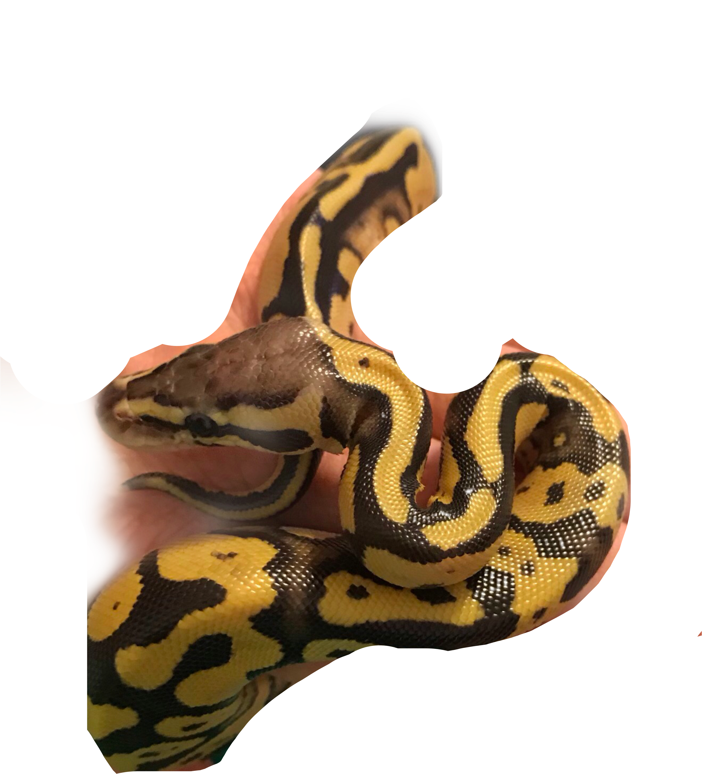 Largest Collection Of Free To Edit Serpiente Stickers - Picsart Photo Studio (2462x2714), Png Download