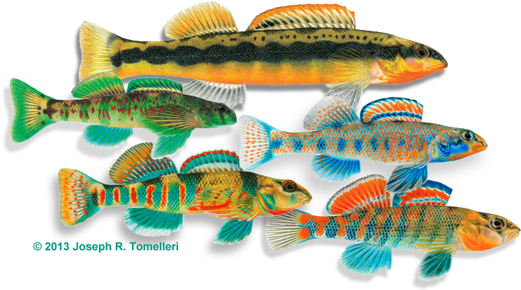 Test Your Ichthyology Iq On The Fish Quiz, Stumping - Joseph R Tomelleri (900x433), Png Download