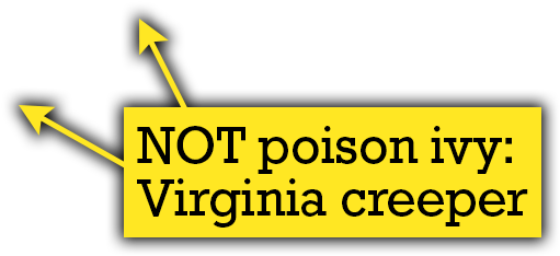 Quiz Thorns - Quiz (900x600), Png Download